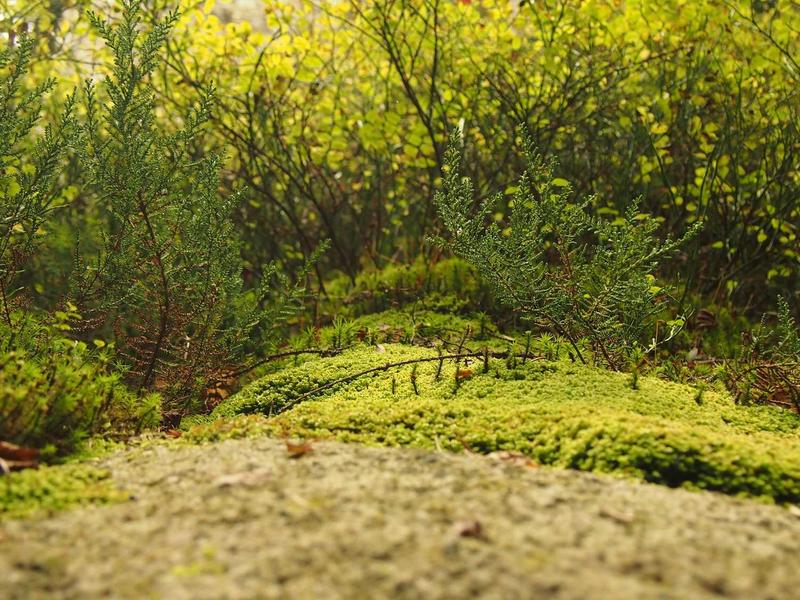 올인클루시브 펫 케어